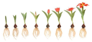 stages of flower life cycle