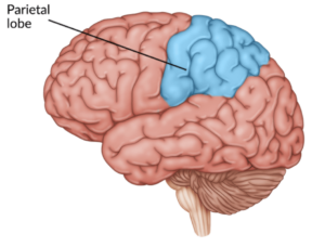 precuneus lucid dreaming
