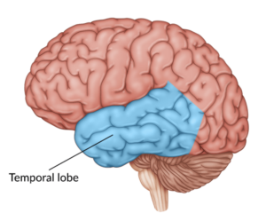 hippocampus lucid dreaming